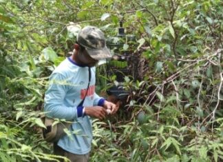 Sering Diburu, Burung Kolibri Ninja di Pulau Natuna mulai Langka