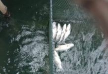 Bencana Senyap di Lingga Utara: Limbah Sagu Diduga Bunuh Ribuan Ikan Budidaya