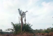 Diduga Gusur Kebun Sagu Warga, PT CSA Disorot, Bustami : Desak Pemerintah Bertindak